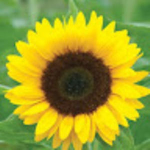 Meet your Posher, Aubrey